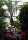 garden_palm.jpg (75993 bytes)