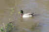 286_duck_on_Thames.JPG (24660 bytes)
