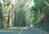 Highway1_South_trees2.JPG (68169 bytes)