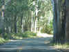 Highway1_South_trees.JPG (105729 bytes)