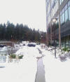 january_snow,_2012_45.jpg (335890 bytes)
